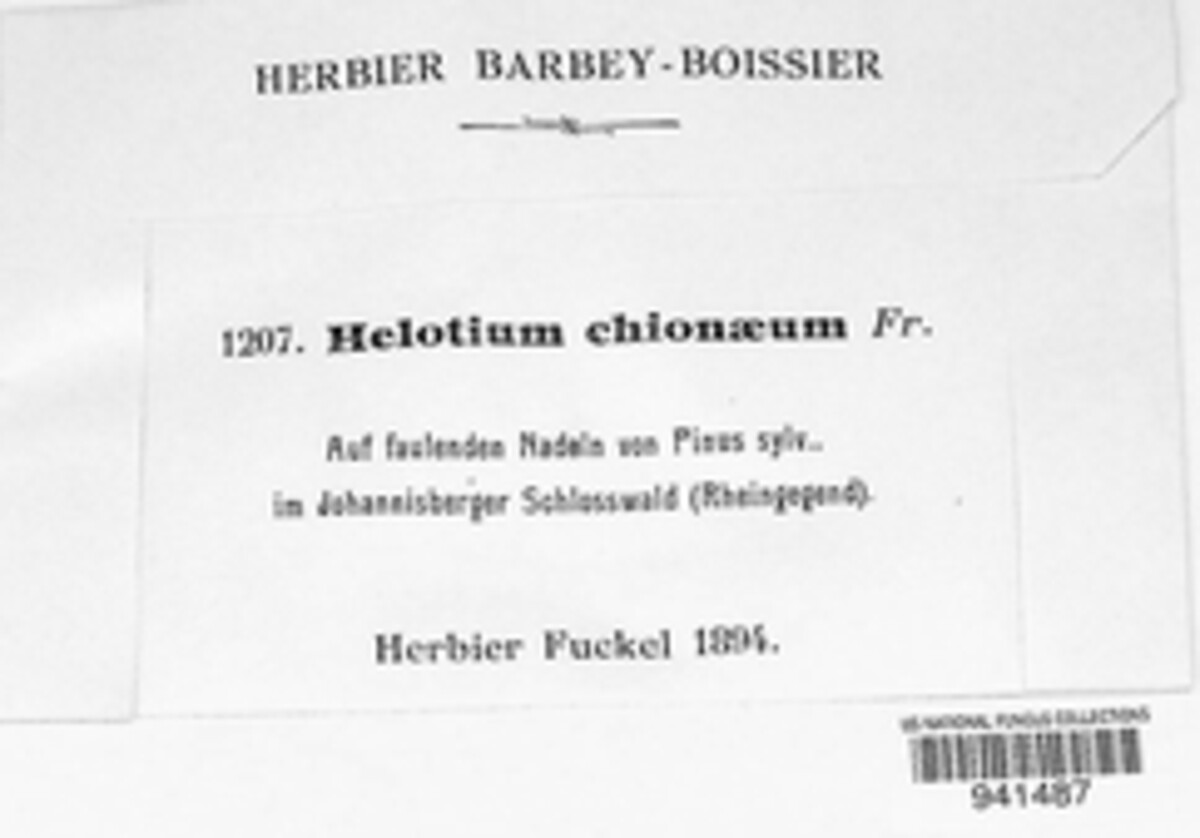 Helotium chioneum image
